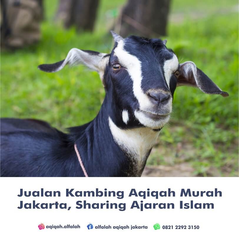 Jualan Kambing Aqiqah Murah Jakarta, Sambil Sharing Ajaran Islam