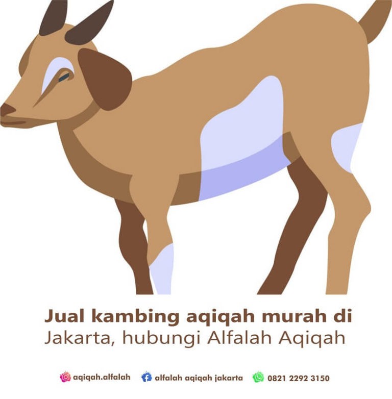 Jual kambing aqiqah murah di Jakarta, hubungi Alfalah Aqiqah
